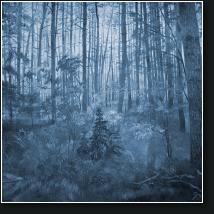 (44/78): poranek_w_lesie_70x50.jpg
